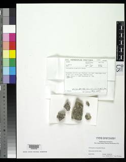 Schistoplaca alvearialis image