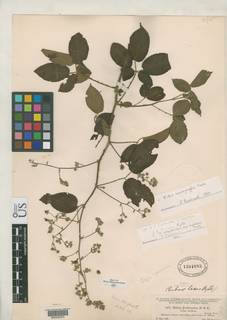 Image of Rubus laxus