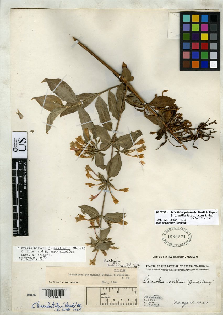 Lisianthius petenensis image