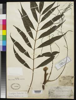 Lomariopsis brackenridgei image