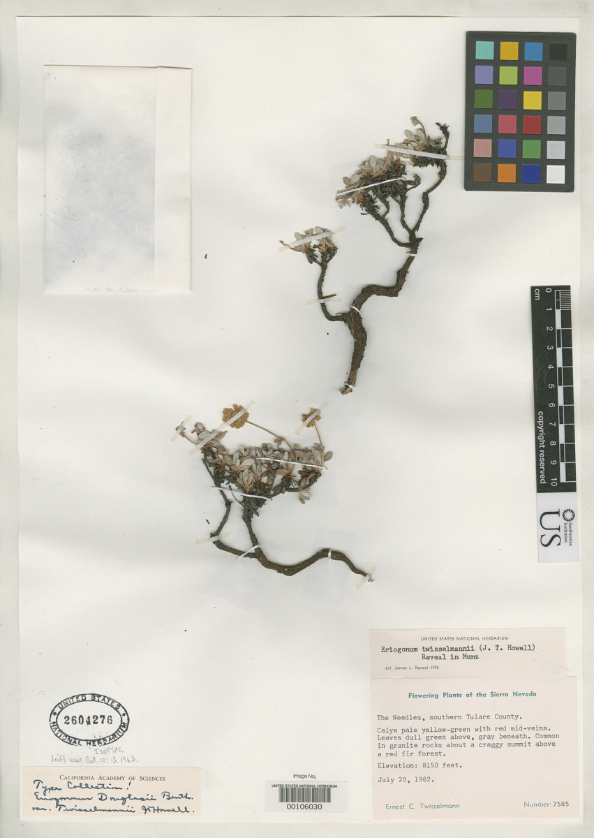 Eriogonum twisselmannii image