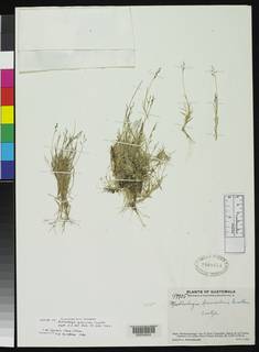 Muhlenbergia breviculmis image
