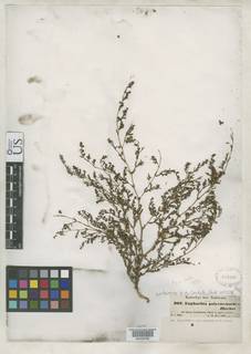 Euphorbia polycnemoides image