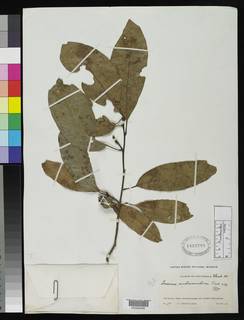 Quercus ambivenulosa image