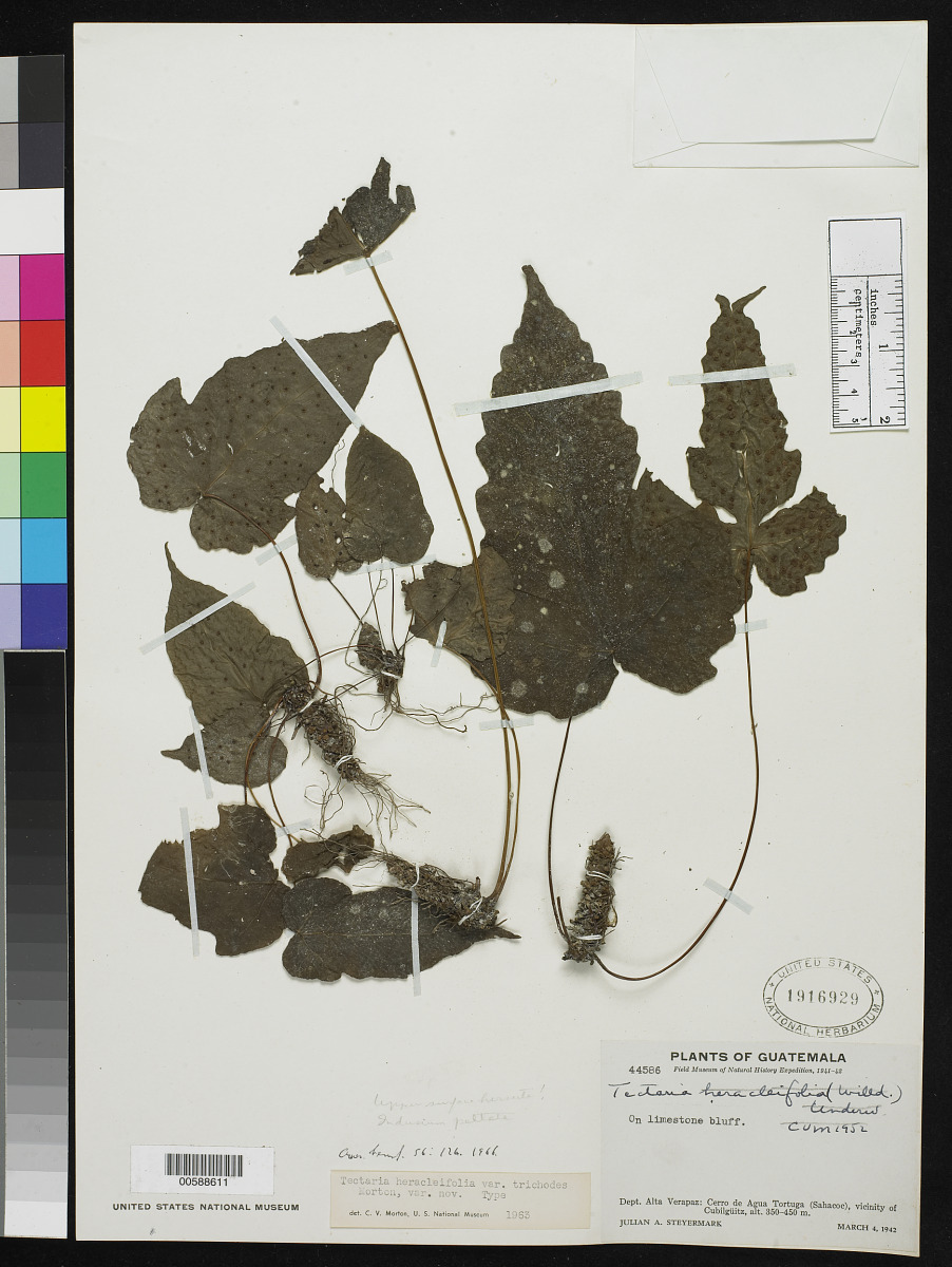 Tectaria trichodes image