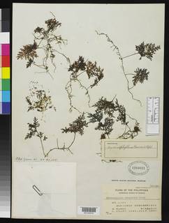Hymenophyllum ramosii image