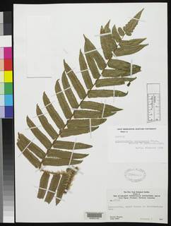 Cyathea sipapoensis image