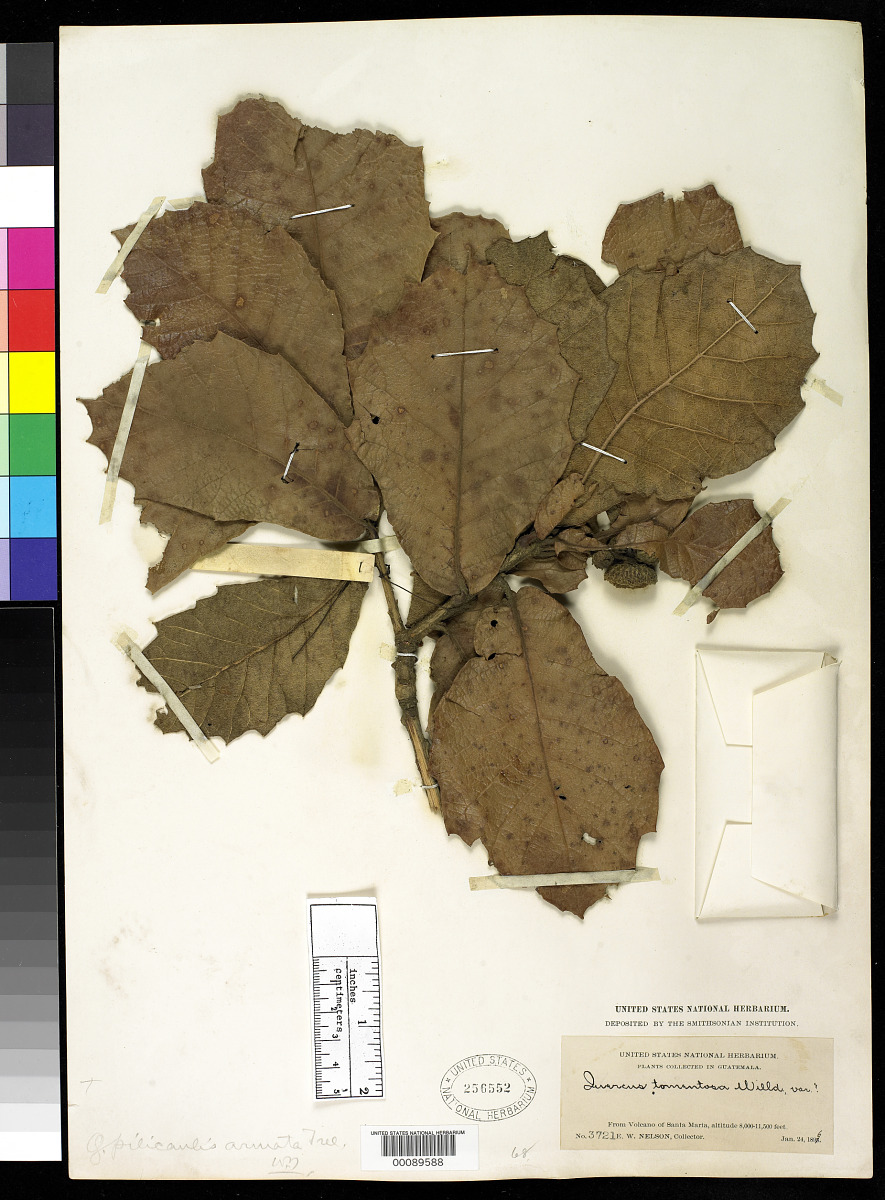 Quercus pilicaulis f. armata image