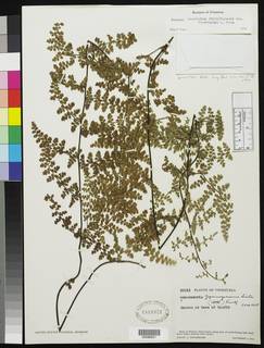 Jamesonia paucifolia var. steyermarkii image