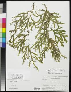 Image of Selaginella imbricans
