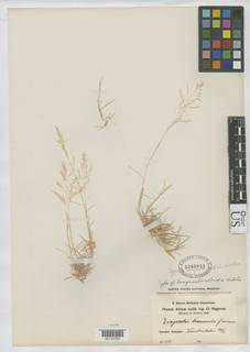 Eragrostis aegyptiaca image