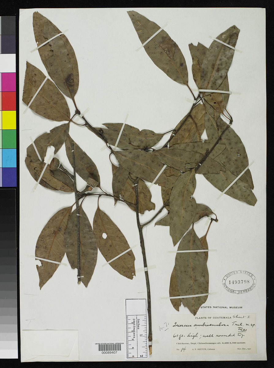 Quercus ambivenulosa image