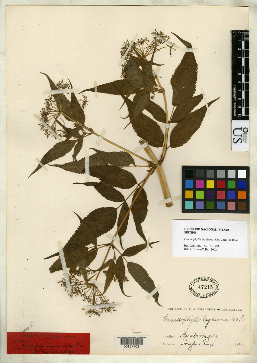 Enantiophylla image