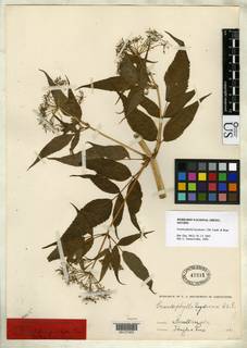 Enantiophylla heydeana image