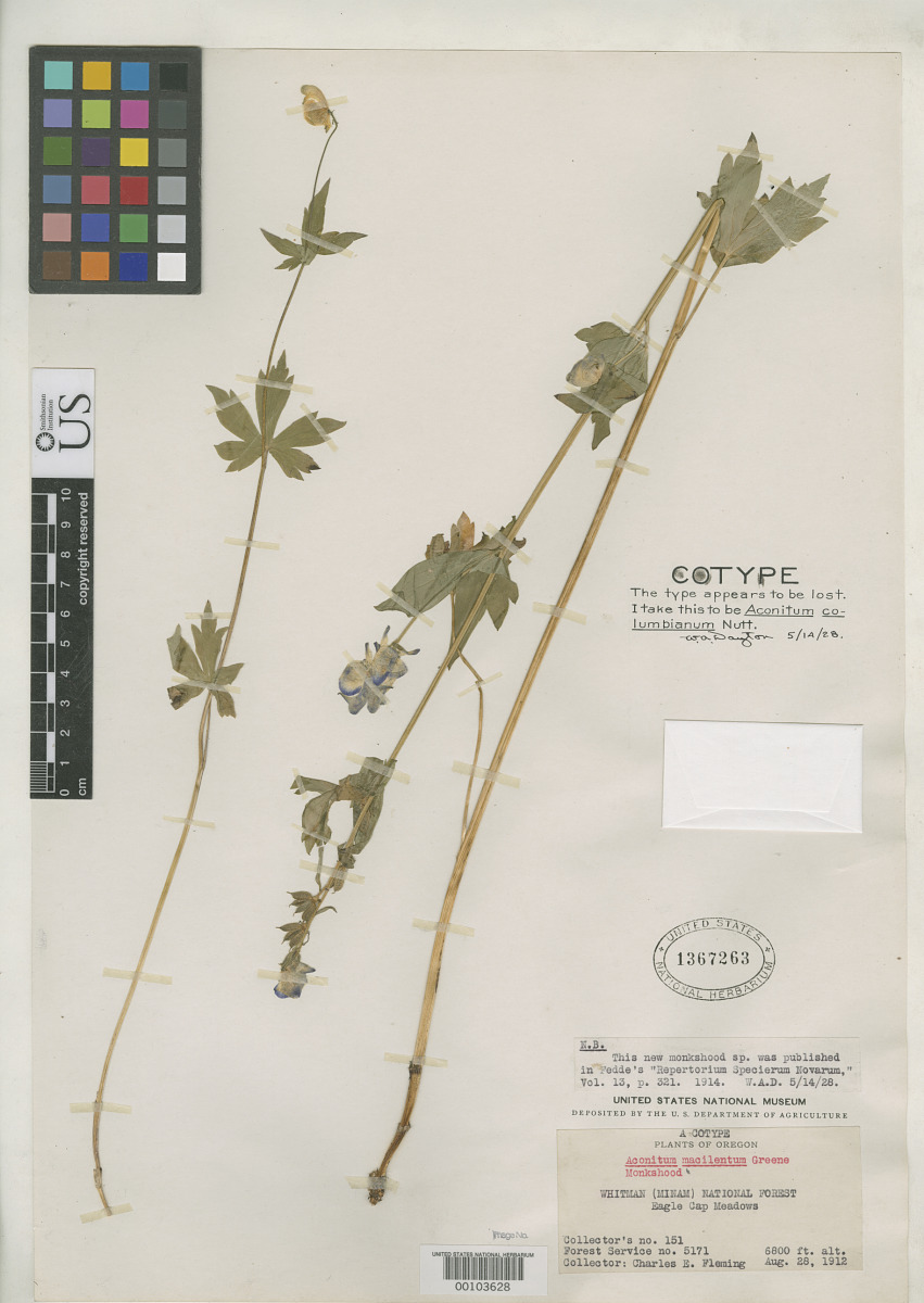 Aconitum macilentum image
