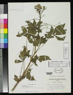 Image of Cleome afrospina