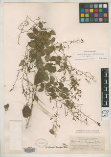 Meibomia tenuipes image