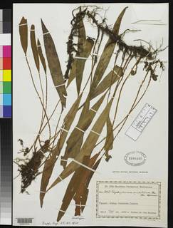Elaphoglossum iguapense image