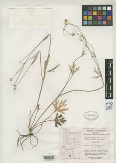 Image of Ranunculus austro-oreganus
