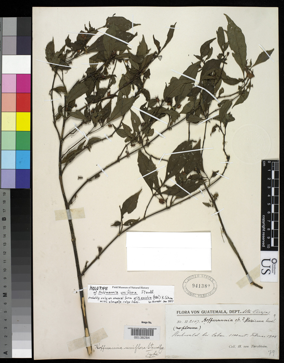 Hoffmannia uniflora image