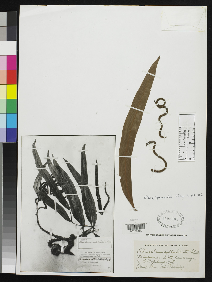 Lomariopsis subtrifoliata image