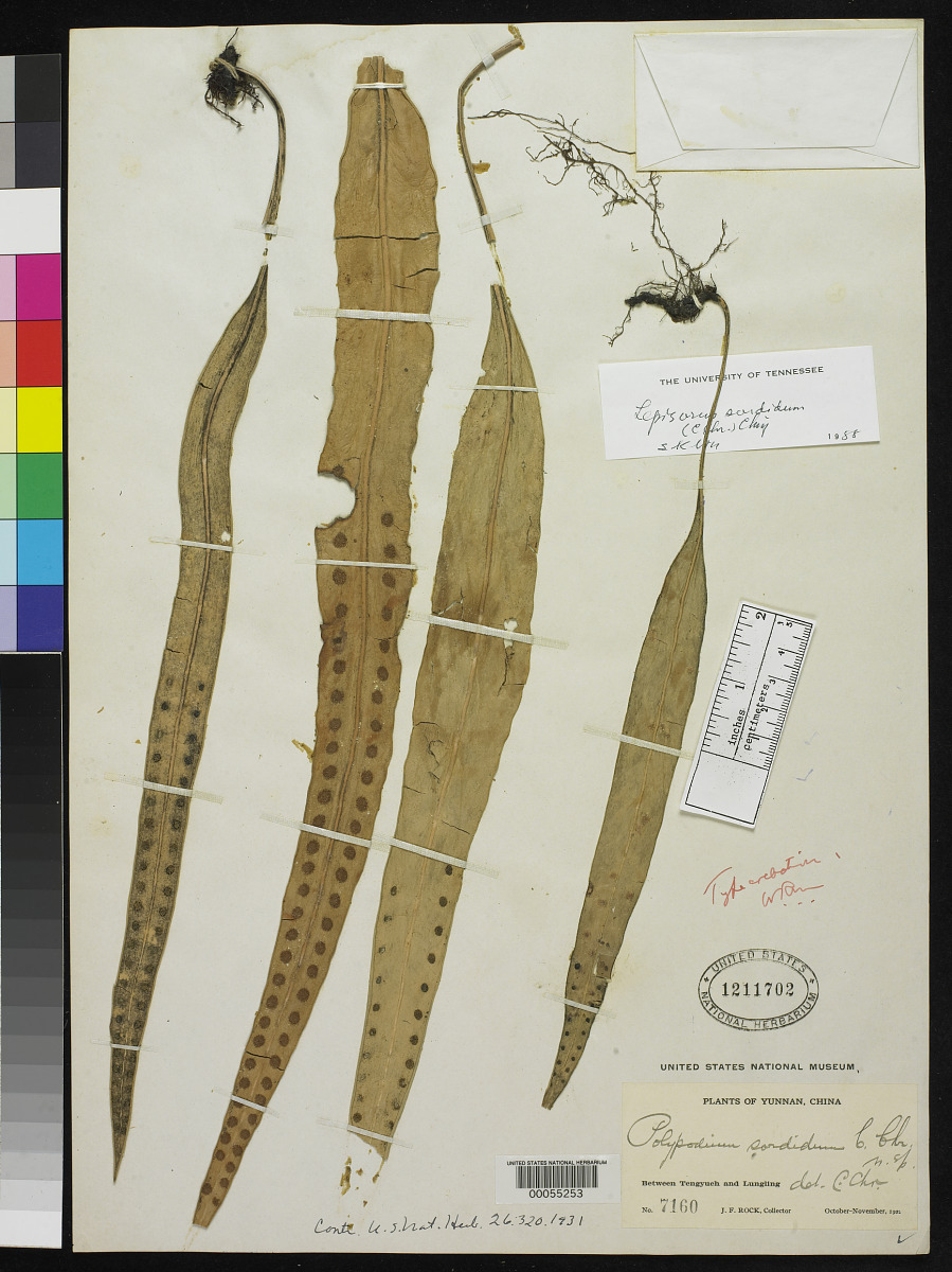Lepisorus sordidus image