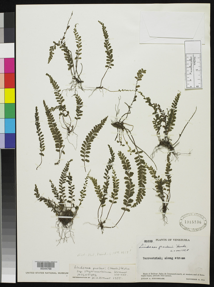 Lindsaea parkeri subsp. steyermarkiana image