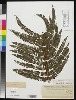 Polystichum mucronifolium image
