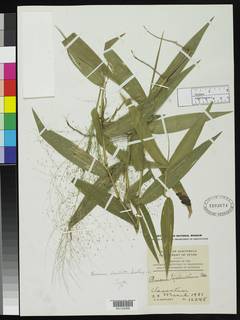 Image of Panicum bartlettii
