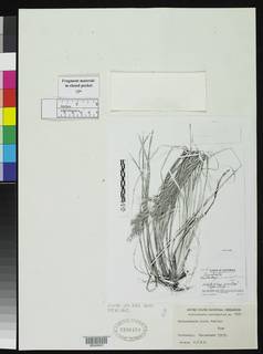 Muhlenbergia aurea image