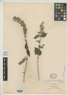 Salvia polystachya var. albicans image
