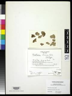 Image of Phaeotrema obscurum