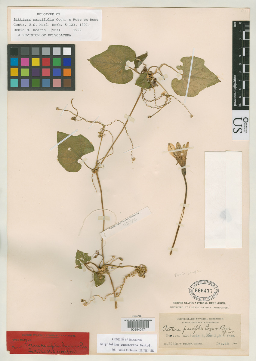 Pittiera parvifolia image