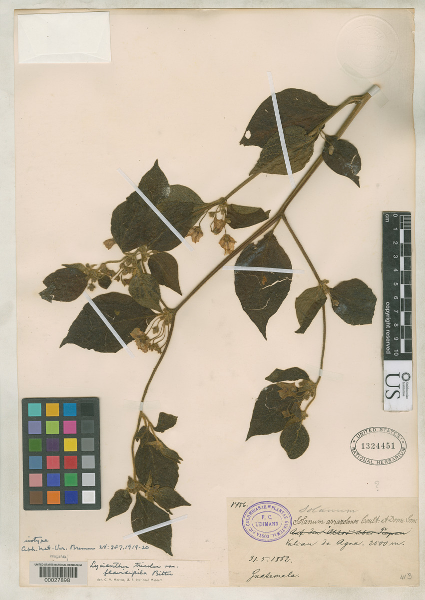 Lycianthes tricolor var. flavidipila image