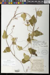 Passiflora sublanceolata image