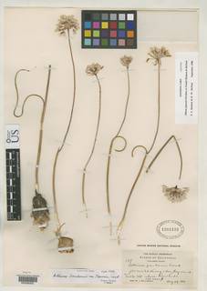 Allium jepsonii image