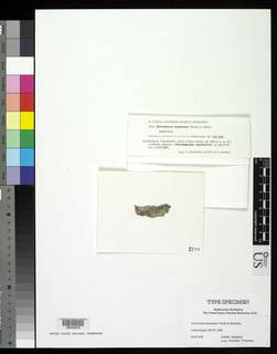 Sarrameana tasmanica image