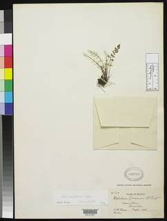 Notholaena lemmonii var. australis image