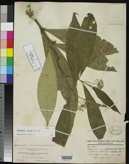 Daphnopsis radiata image
