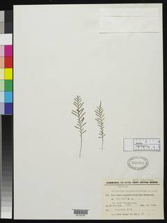 Tomophyllum congregatifolium image