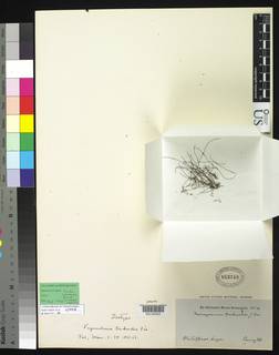 Vaginularia trichoidea image