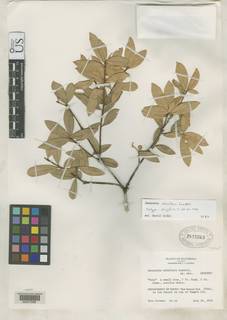 Image of Jacquinia albiflora