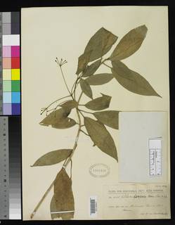 Gilibertia leptopoda image