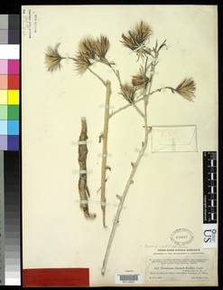 Onoseris donnell-smithii image
