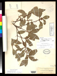 Sideroxylon persimile subsp. persimile image