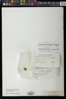 Hypotrachyna subg. Parmelinopsis image