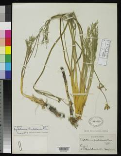 Lomatium bradshawii image