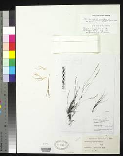 Image of Trisetum angustum
