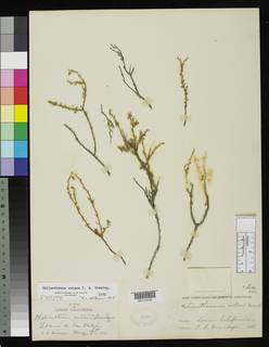 Crocanthemum nutans image