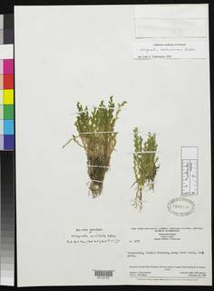 Selaginella roraimensis image